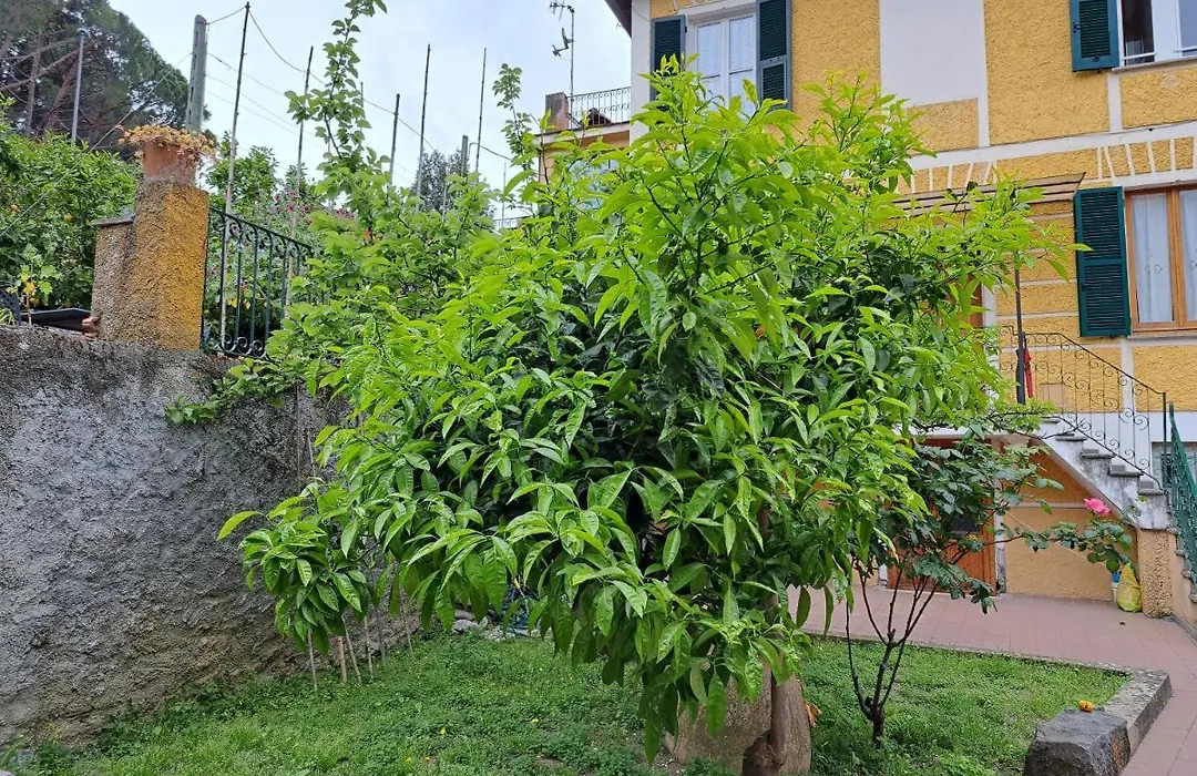 Affittacamere Antonella-1