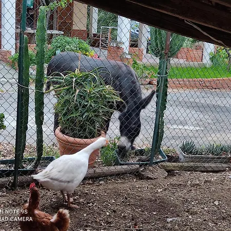 La Gallina Nel Castello-3