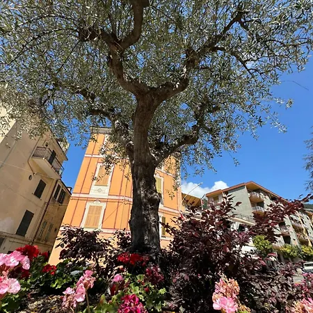Fiori di ulivo-2